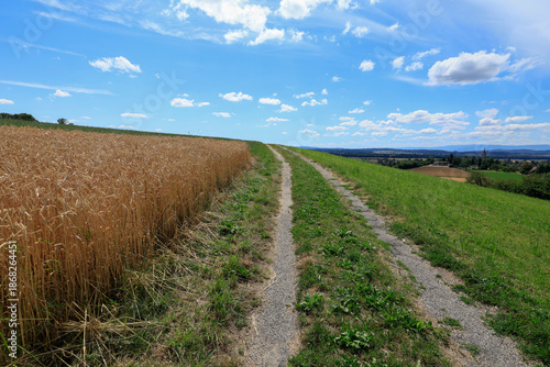 feldweg fernsicht horizont kornfeld