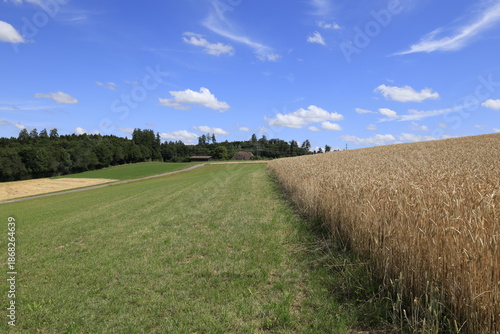bauernhof kornfeld sommer wiese landschaft
