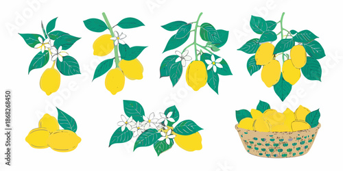 A collection of illustrations featuring lemons blossoms and a woven basket