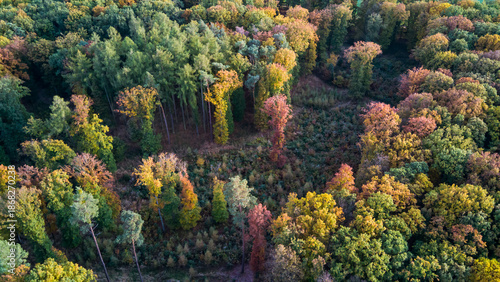 Top view of the forest in autumn