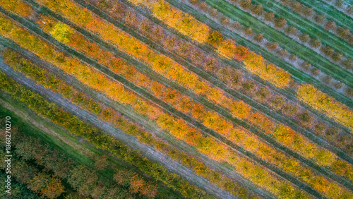 Top view of an orchard in autumn