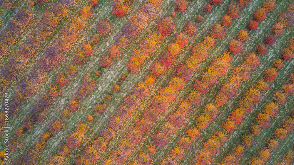 Fototapeta premium Top view of an orchard in autumn