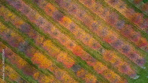 Top view of an orchard in autumn
