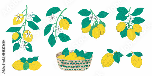 Stylized illustration of lemon branches blossoms and a basket of lemons