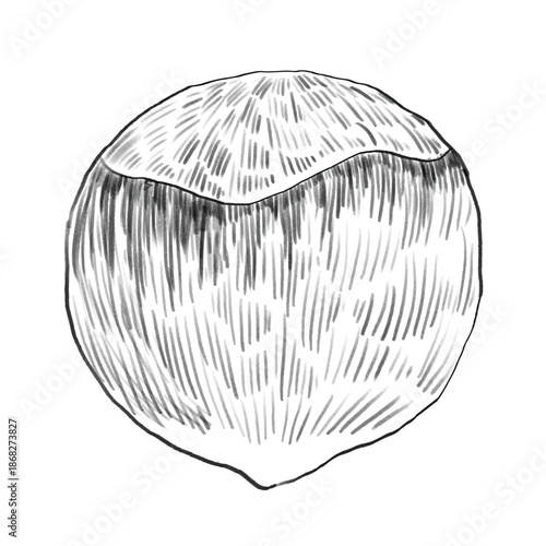 Hazelnut hand drawn sketch Illustration. Organic healthy food. Nuts vector illustrations isolated on white for package and food design. Black and white linear illustration