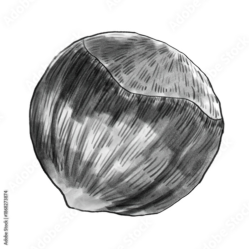 Hazelnut hand drawn sketch Illustration. Organic healthy food. Nuts vector illustrations isolated on white for package and food design. Black and white linear illustration
