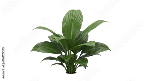 Aspidistra Cast Iron Plant Isolated 