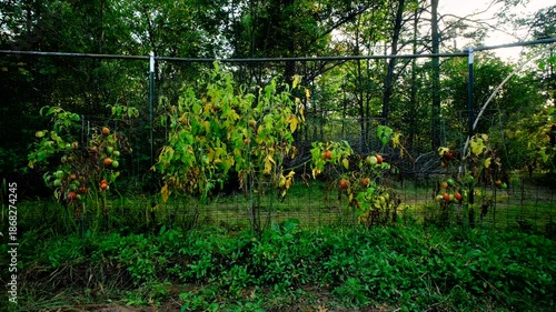 Wallpaper Mural Dying or withering or yellowing plum or Roma tomatoes with many fruits in variety of maturing states still hanging from vines Torontodigital.ca