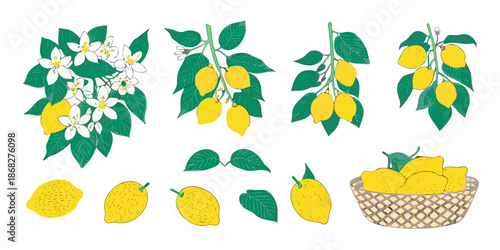 Botanical illustration of lemon branches blossoms and fruit in various arrangements