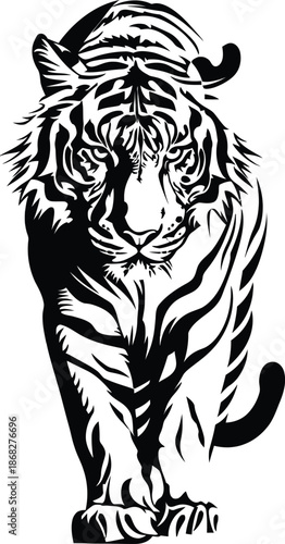 Black and white tiger walking vector illustration, wildlife symbol for conservation and zoo design
