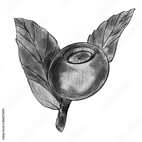 Blueberry. Hand drawn sketch black and white blueberry branch, berry and leaf isolated on white. Elements in nature graphic vector style label, card, sticker, menu, package