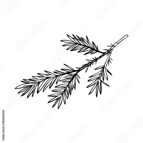Hand drawn spruce branch sketch on crisp white background, botanical illustration depicts natural spruce branch sketch with detailed needles.