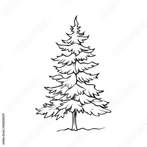 Highly detailed spruce tree sketch, intricate engraving drawing. Natural form, delicate needle texture define this classic spruce tree sketch for rustic woodland design.