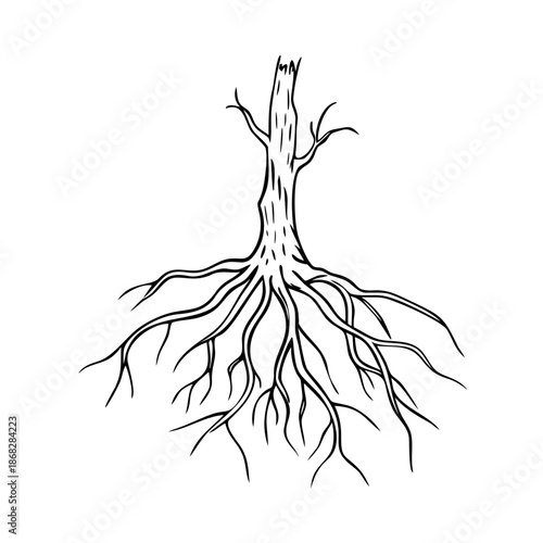 Highly detailed tree roots sketch, intricate engraving drawing of underground system. Organic tree roots sketch illustrates complex natural branching.