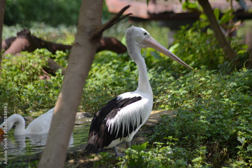 Fototapeta premium Profile of an Australian Pelican