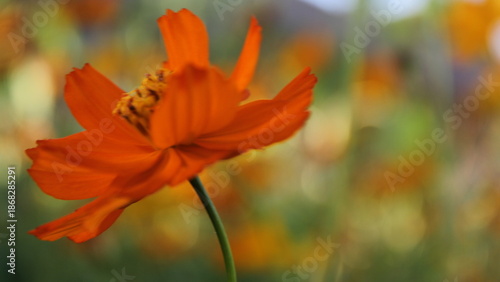 orange flower on a green background