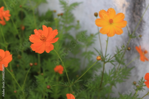 orange flower on a green background