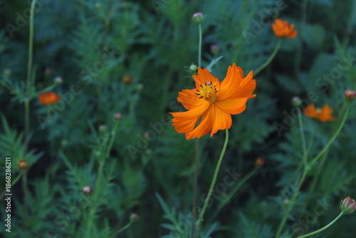 orange flower on a green background