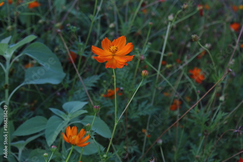 poppy flowers in the field