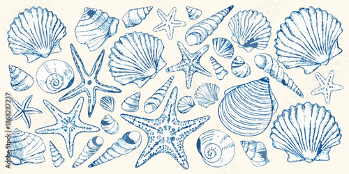 Vintage style sketch of various seashells starfish and marine life elements