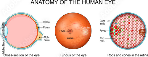 Human eye anatomy. Cells of Retina and Fundus of the eye