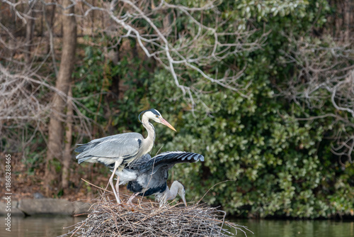 営巣中の木の上で大きく羽を広げるアオサギのペア