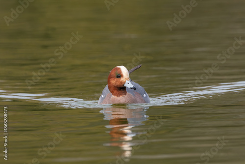 正面を向いて水面をこちらへ泳いでくるヒドリガモのオス