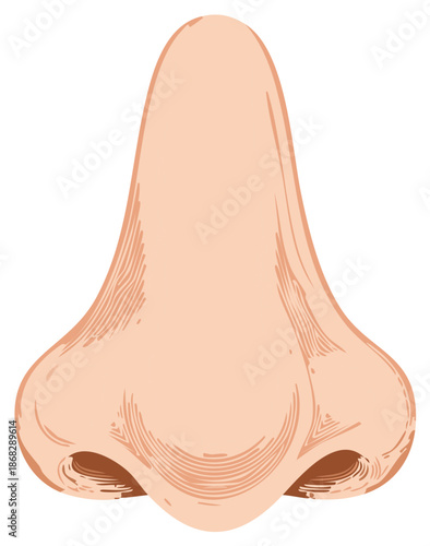 Detailed human nose illustration showcasing anatomy and skin texture for medical design