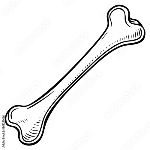 Stylized Canine Bone Drawing Line Art Graphic Simple Design Isolated
