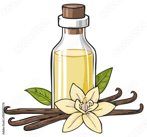 Vanilla bottle with pods flower and leaves illustration.