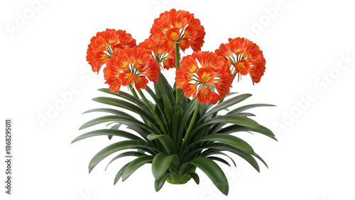 Clivia miniata bush lily with orange flowers isolated