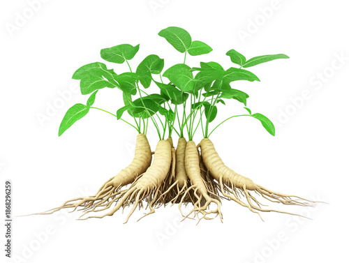 Ginseng roots with green leaves on black background