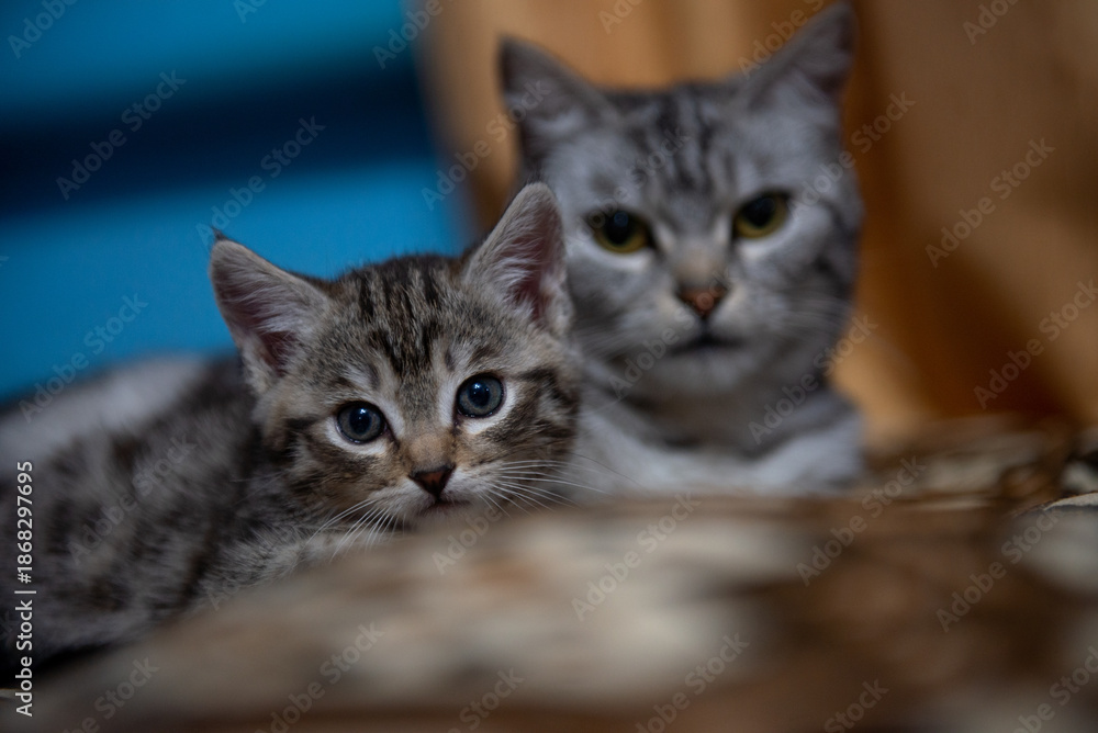 Fototapeta premium portrait of a cat