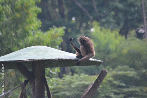Canvas Print Brown Gibbon Climbing a Wooden Pole