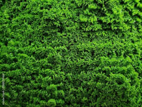 Leaf texture with small green foliage pattern suitable for wall wallpaper layer