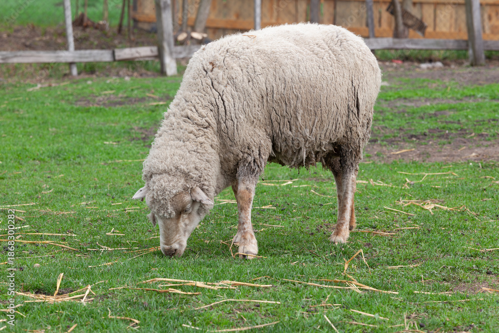 Obraz premium White Sheep Grazing On Green Grass At Rural Farm