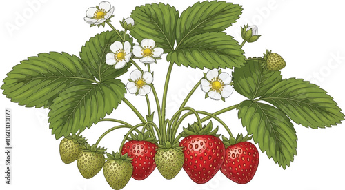 Strawberry plant: A vibrant illustration of a strawberry plant, showcasing ripe red strawberries, delicate white flowers, and lush green leaves, a testament to the beauty of nature.