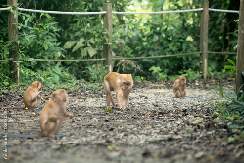 Photography A Dominant Alpha Monkey Striding Powerfully Across the Ground