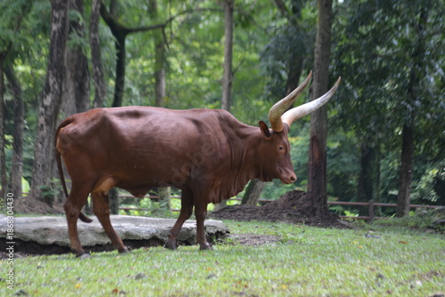Ankole-Watusi Bull with Massive Curved Horns