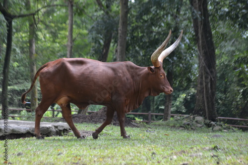Ankole-Watusi Bull with Massive Curved Horns