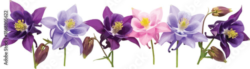 A vibrant horizontal row of colorful columbine flowers, showcasing shades of purple, pink, and lavender, isolated against a clean white background.