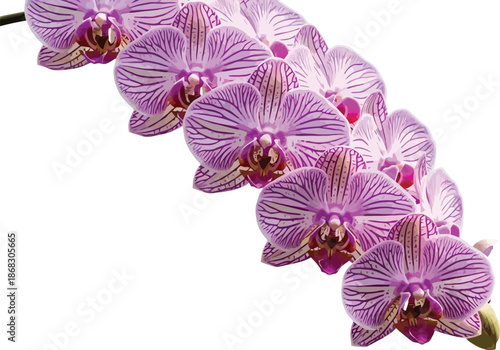 A beautiful cascading branch of purple and white striped Phalaenopsis orchid flowers captured against a clean white background, showcasing delicate petals and vibrant colors.