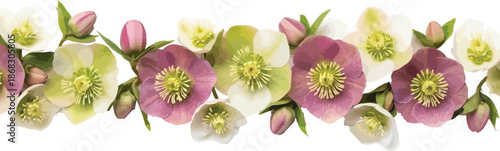A delicate watercolor illustration featuring a horizontal border of hellebore flowers, showcasing white, green, and purple blooms with buds.