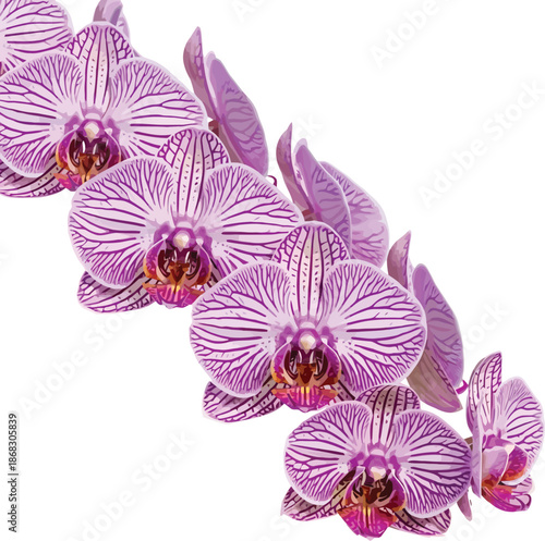 A beautiful vector illustration of purple striped orchid flowers arranged diagonally on a clean white background, showcasing elegance and natural beauty.