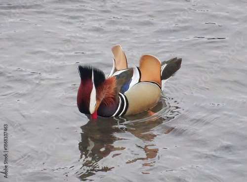 Wallpaper Mural Mandarin duck (Aix galericulata) on a river in Romania Torontodigital.ca