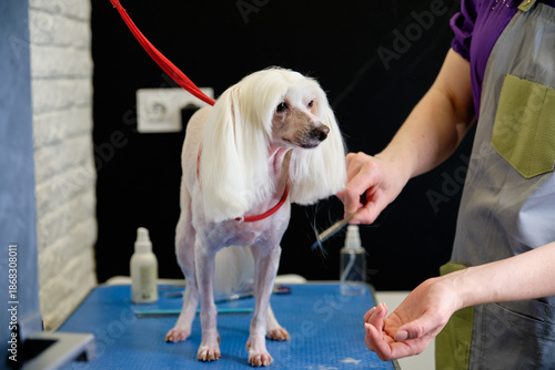Photos Chinese crested dog in an animal salon