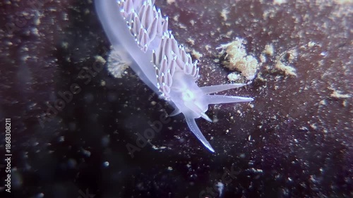 A translucent sea swallow nudibranch, also known as a Melibe leonina, moves along a dark surface, possibly a rock or algae. Filmed during the daytime near the Channel Islands.