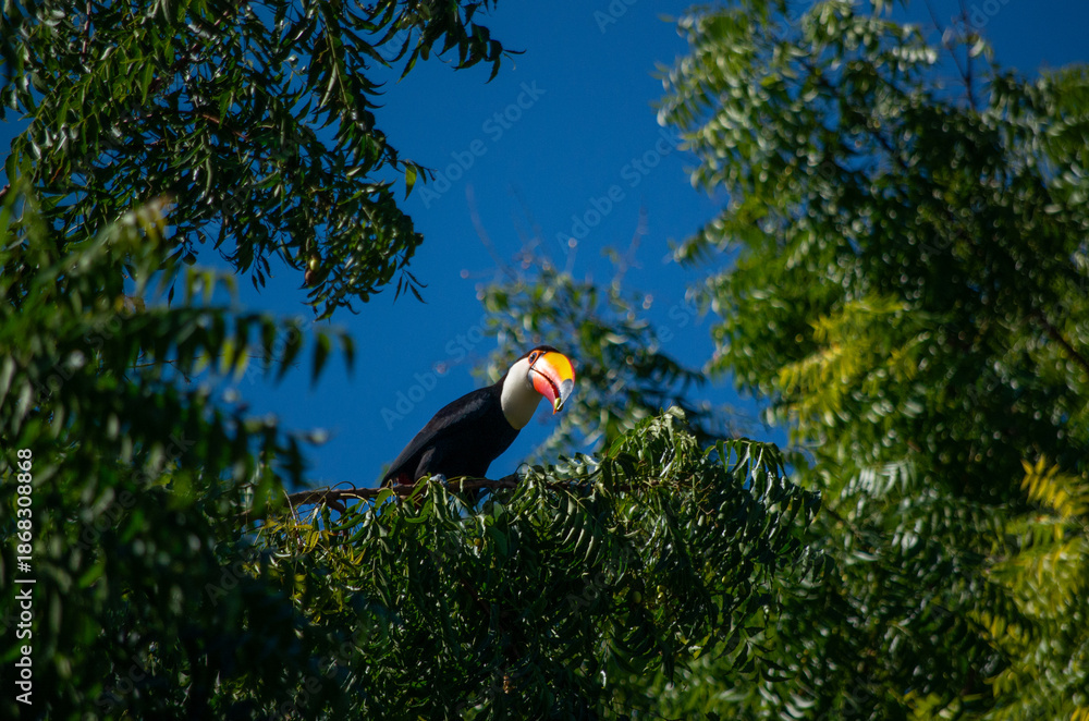 Obraz premium Toucan toco perché dans la canopée verdoyante de la forêt tropicale du Pantanal, Brésil