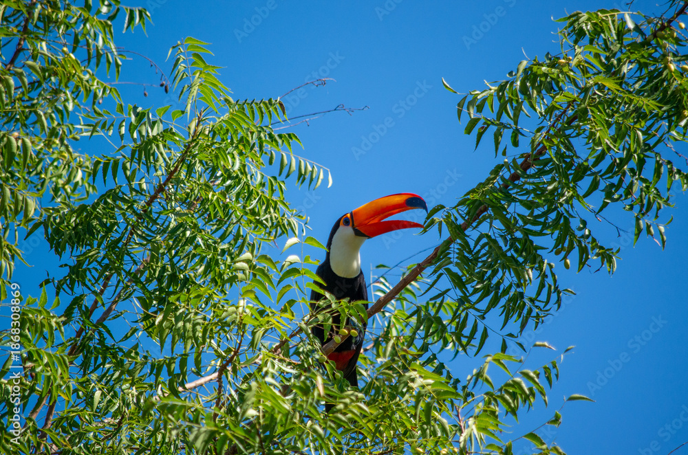 Fototapeta premium Toucan toco perché dans la canopée verdoyante de la forêt tropicale du Pantanal, Brésil