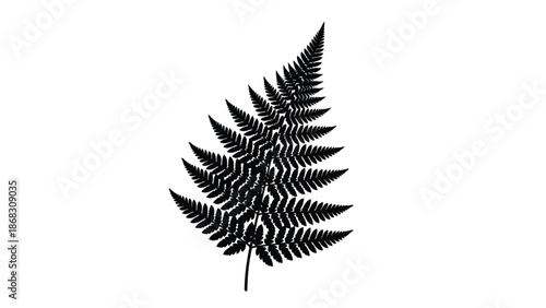 A delicate black and white illustration of a single fern frond